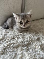 4 BKH Kitten aus einem Wurf
