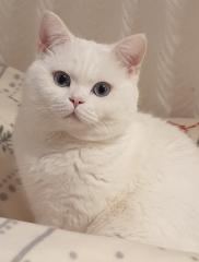 Deckkater BKH weiß mit blauen Augen Kein Verkauf