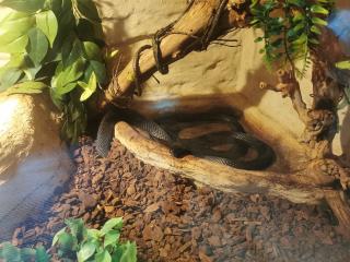Schwarze Mexiko Königsnatter Lampropeltis getula nigrita