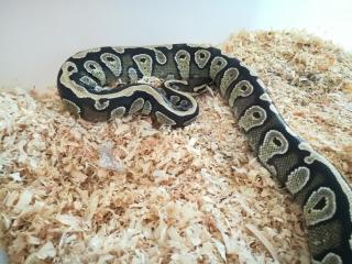 Python Regius Nachzuchten 2021
