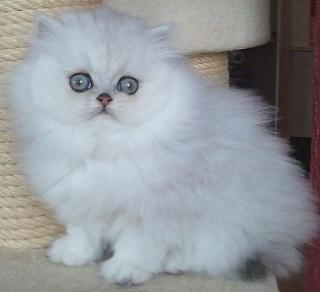 Perserkatze Perserbaby