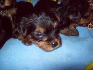 Minni-Yorki s 4 Wo. alt