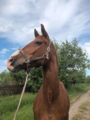 Beistellpferd sucht liebesvolles zuhause