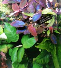Bucephalandra Nanga Pinoh Blue