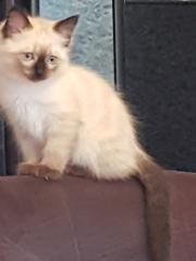 Reinrassige Balinesische Siam Kitten Langhaar, Selten