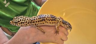 Leopardengecko in Terrarium inkl. üppigen Zubehör