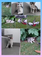 Katzenbabys abzugeben