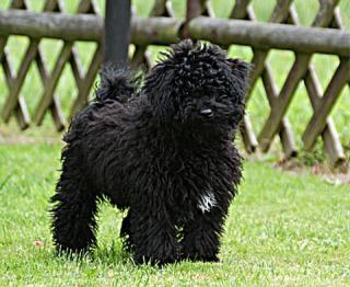 Puli Welpen aus deutscher Zucht für den 22. 11. 2021 erwartet