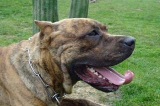 Dogo Canario Rüde mit Papiere