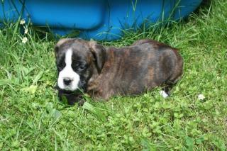 Bulldoggen Welpe, Hündin, 9 Wochen
