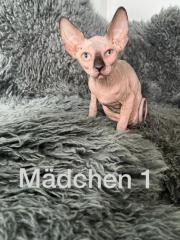 Süße Sphynx Kitten