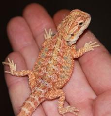 Farbbartagamen Multicolour 100 Hypo und Het für Hypo