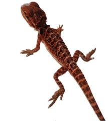 Suche schöne rote, weiße Bartagamen Farbagamen wie Cawley Red P. Vitticeps, Zero etc.