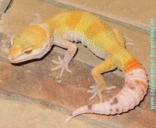 PLZ 64625, Leopardgeckos NZ 2021 und adulte Tiere abzugeben