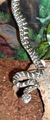 Teppichpython Jaguar Silbling 1. 0