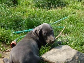 Süsse graue und blaue Weimaranerwelpen suchen ein Zuhause