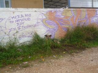 Marlene ein Randstreifen Gras vor einer Mauer ist ihr Zuhause