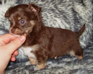 Mini Chihuahua Welpen ab sofort zu verkaufen