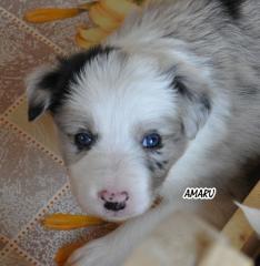 BorderCollie Welpen