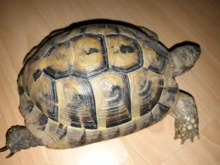 Neues zuhause für zwei griechische landschildkröten gesucht