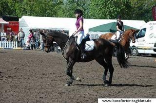Schönes Bayerisches Warmblut