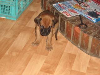 Rhodesian ridgeback welpe