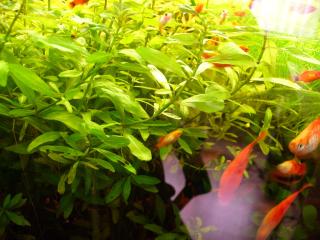 Platys in versch. Farben