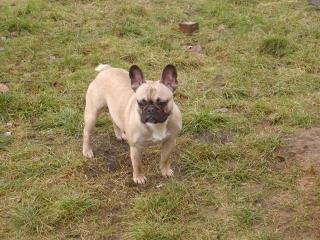 Deckrüde Französische Bulldogge aus Hamburg