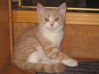 BRITISCH KURZHAAR - KARTÄUSER KATER 200 EURO