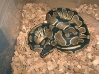 Letztes Python regius Baby