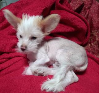 Verschmuster kleiner Chinese Crested Junge sucht umständehalber ein neues Plätzchen