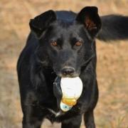 Ciro. ist so ein freundlicher, lieber Hund