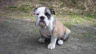 ENGLISCH BULLDOG ZUCHT HAT NOCH JUNGHUNDE ABZUGEBEN SCHAUEN SIE MAL AUF UNSERE