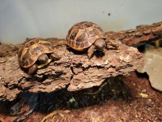 Griechische Landschildkröten Testudo hermanni