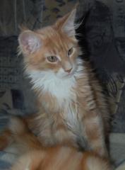 2 Maine Coon Katerchen