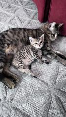 Katze Europäisches Kurzhaar