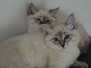 Sibirische/Neva Masquarade Kitten