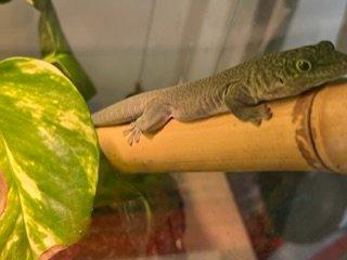 Phelsuma Standingii Taggecko Nachzucht