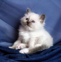 Süße Birma Kitten
