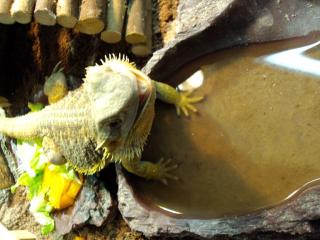 Aldtutes Bartagame Männchen Pogona
