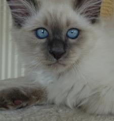 Heilige Birma Kater Katze Mika abholbereit