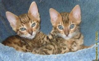 Verschmustes Bengalkitten möchte sein weiteres Leben in einer neuen, fröhliche