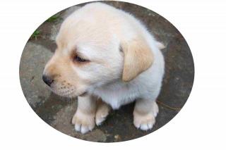 NUR NOCH 3 BLONDE LABRADOR WELPEN ABZUGEBEN, COTTBUS
