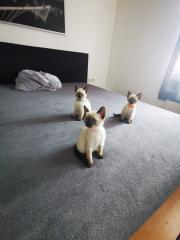 Siam kitten suchen ihr neues Zuhause