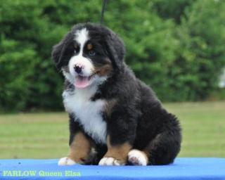 Berner Sennenhund-Welpen mit Papiere FCI