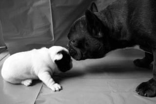 PUTZIGE FRANZÖSISCH BULLDOG WELPEN ABZUGEBEN