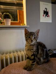 Süße Kitten suchen neues Herz