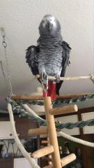 Suche Mohrenkopf Papagei/Senegalpapgei