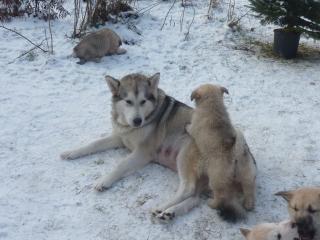 Süße Malamute Welpen, groß, kräftig, anhänglich suchen ein neues zu Hause