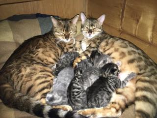 Bengal russisch blau Kitten